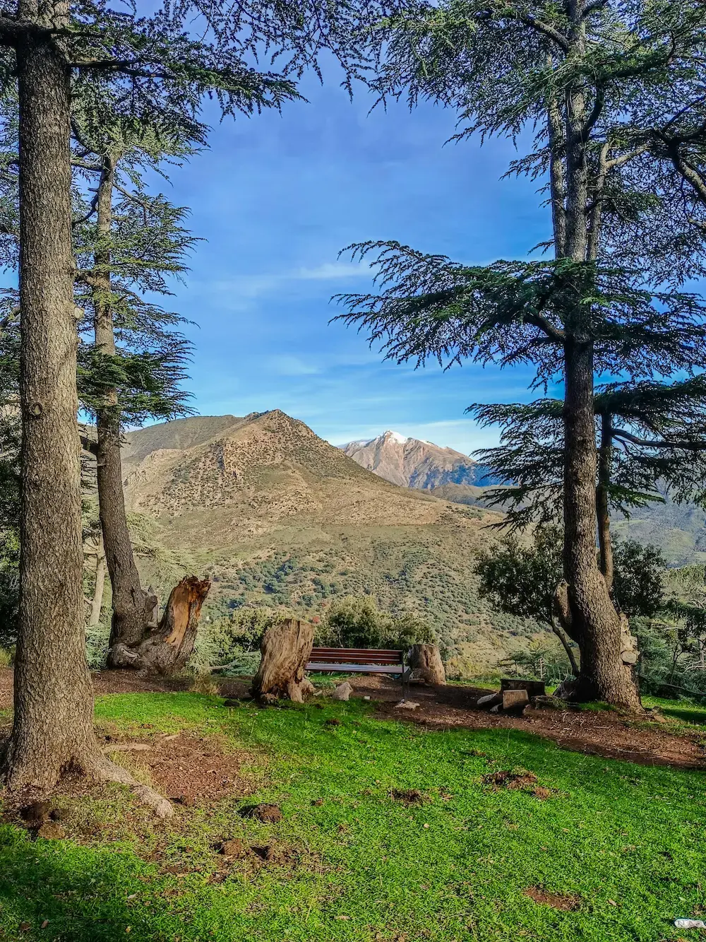 Cedar trees on a mountain, showcasing a common type of softwood known for its durability and aroma.