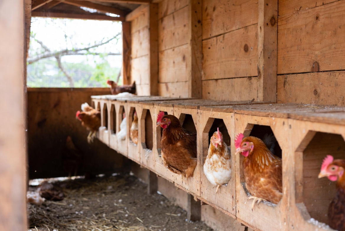 Wooden chicken nest box row inside a coop with hens using the compartments.
