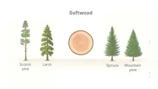 Softwood tree species used for lumber and construction.