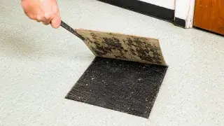 Lifted 1950s floor tile showing black adhesive under old vinyl flooring.